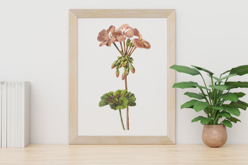 pink-vintage-wild-flower-illustration