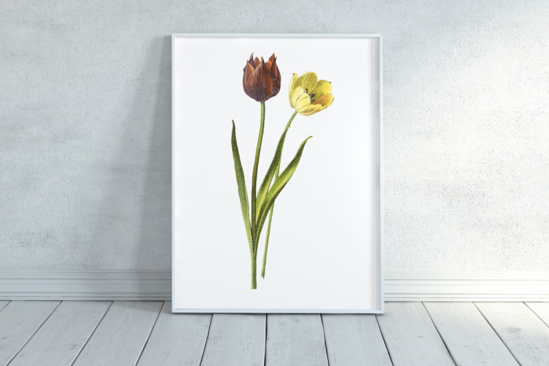 vintage-tulip-illustration
