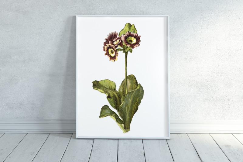 vintage-wild-flower-illustration