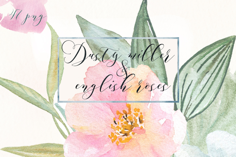 dusty-miller-and-english-roses-watercolor-clipart