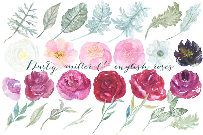 dusty-miller-and-english-roses-watercolor-clipart