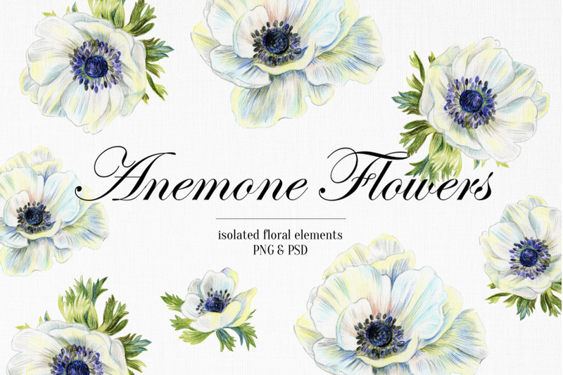 wedding-set-of-anemone-flowers-drawings