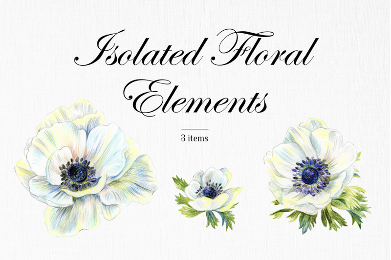 wedding-set-of-anemone-flowers-drawings