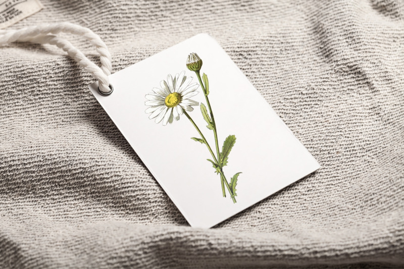 vintage-flower-illustration-chamomile