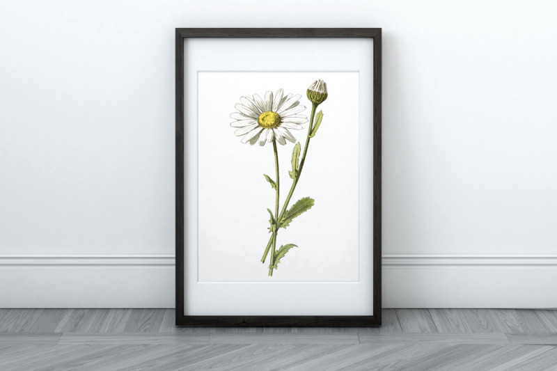 vintage-flower-illustration-chamomile