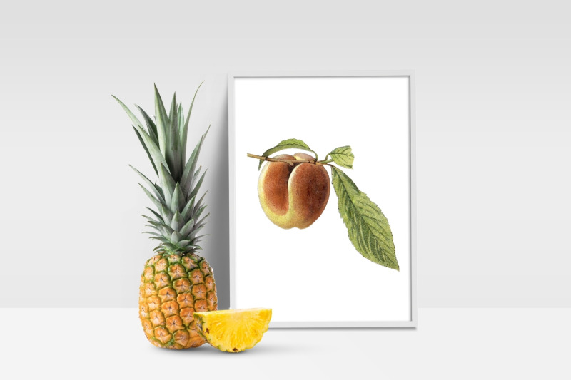 vintage-peach-fruit-illustration