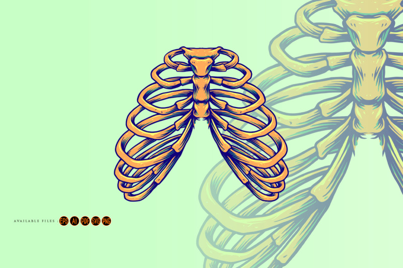 ribcage-anatomy-human-bones