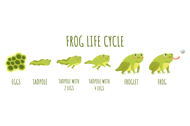 frog-life-cycle-stages-development-and-growth-of-toad-water-animal-t