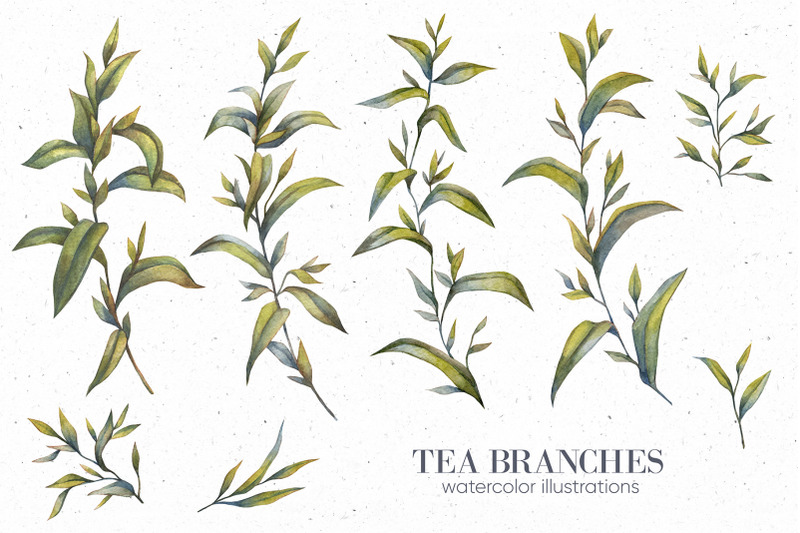 herbal-tea-watercolor-illustrations