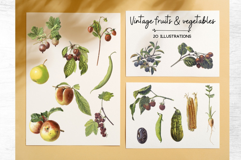 vintage-fruits-illustration-vintage-vegatebles