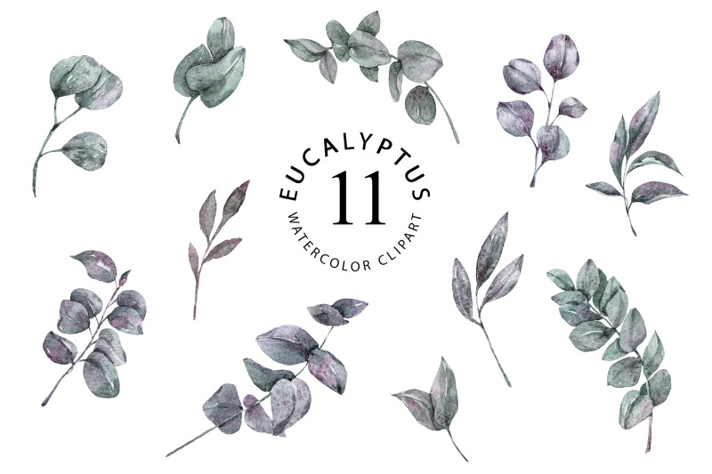 watercolor-eucalyptus-leaves-clipart-11-png-files