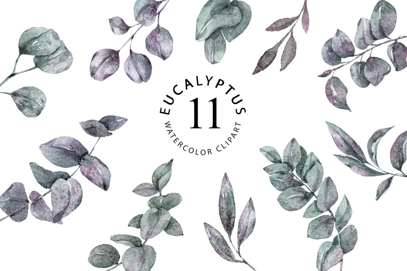 watercolor-eucalyptus-leaves-clipart-11-png-files