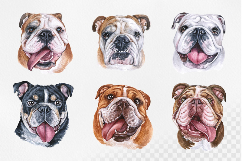 british-bulldog-watercolor-dog-illustrations-cute-6-dogs