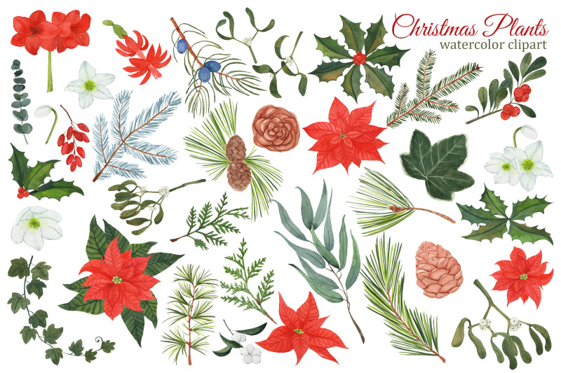 christmas-plants-watercolor-clipart-winter-greenery-and-flowers-png-winter-wedding-clipart-poinsettia-mistletoe-and-spruce