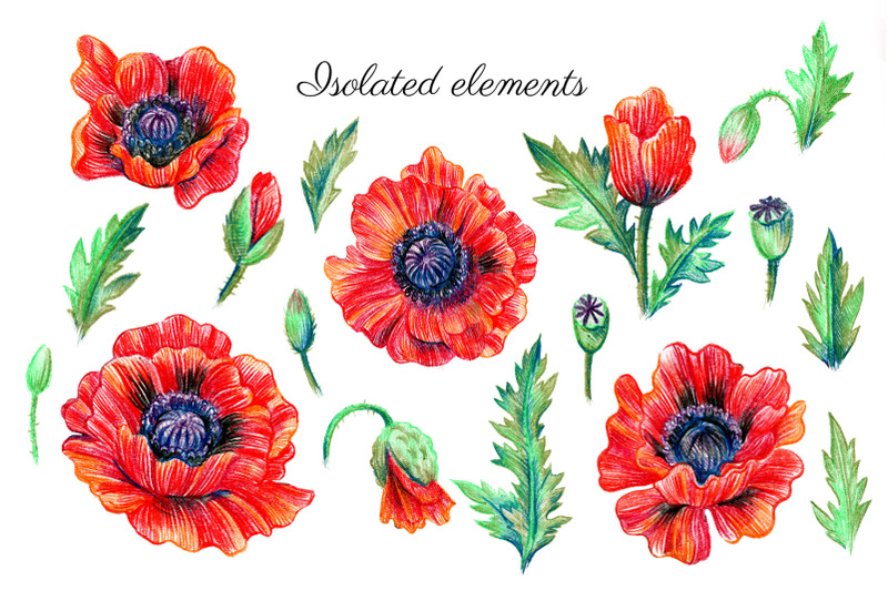 red-poppies-set-of-illustrations