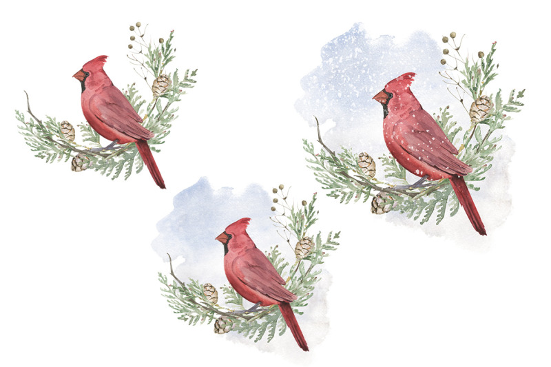 watercolor-illustration-of-red-cardinal-and-white-cedar