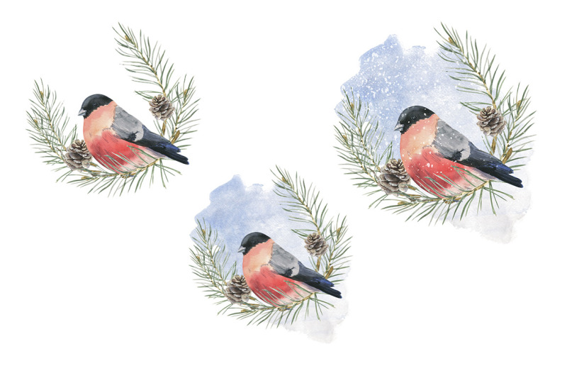 watercolor-illustration-of-bullfinch-and-pine-branches