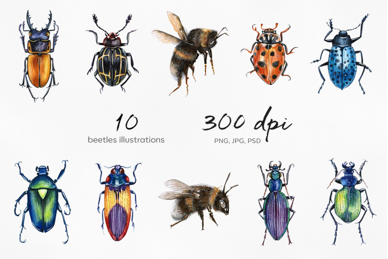 watercolor-set-illustrations-watercolor-beetles-illustrations-nbsp
