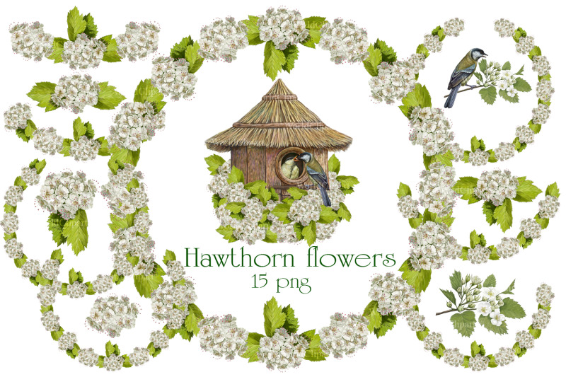hawthorn-flowers-wedding-pattern-flowers-clipart