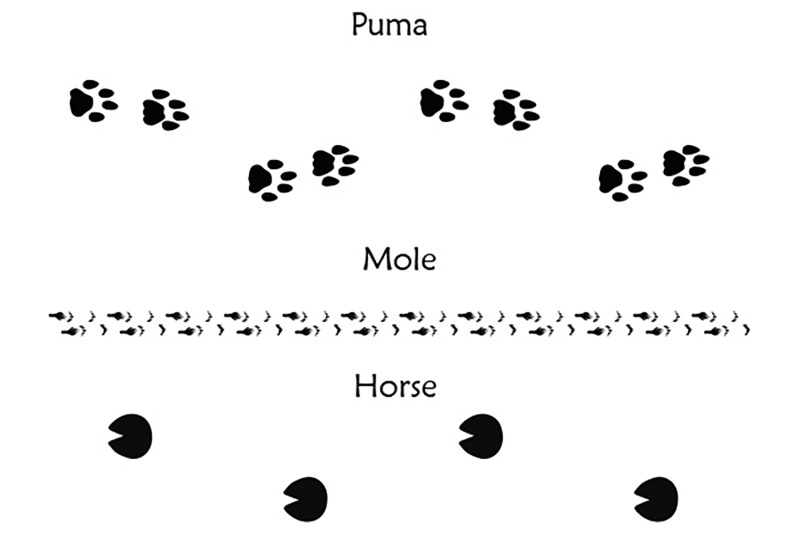 40-animal-bird-and-human-footprints-adobe-illustrator-pattern-brushes