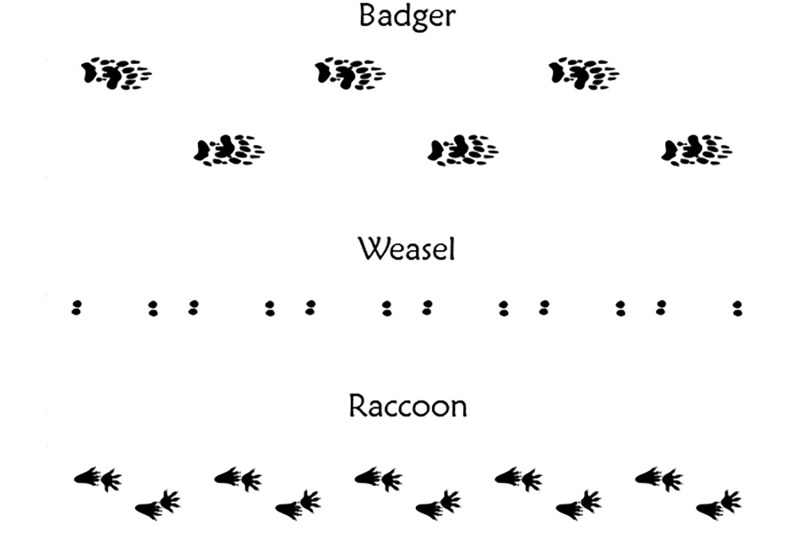 40-animal-bird-and-human-footprints-adobe-illustrator-pattern-brushes