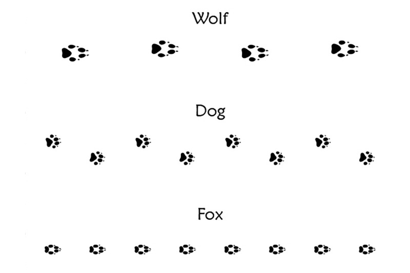 40-animal-bird-and-human-footprints-adobe-illustrator-pattern-brushes