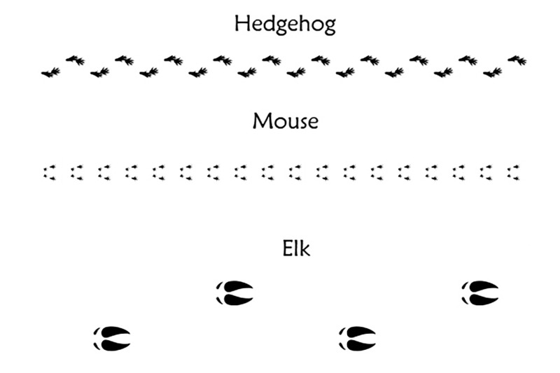 40-animal-bird-and-human-footprints-adobe-illustrator-pattern-brushes