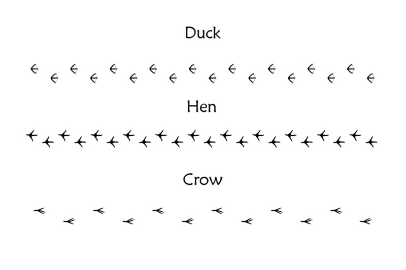 40-animal-bird-and-human-footprints-adobe-illustrator-pattern-brushes