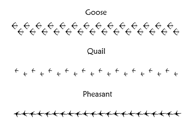 40-animal-bird-and-human-footprints-adobe-illustrator-pattern-brushes