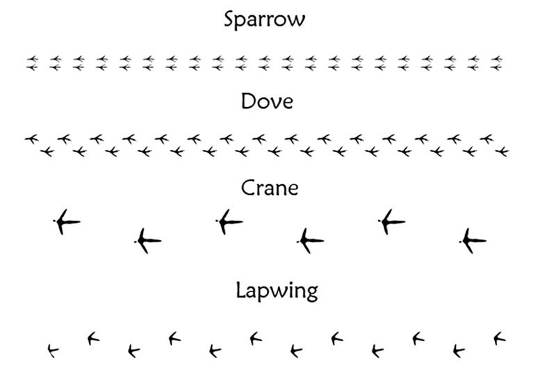 40-animal-bird-and-human-footprints-adobe-illustrator-pattern-brushes