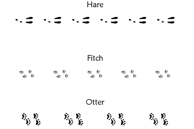 40-animal-bird-and-human-footprints-adobe-illustrator-pattern-brushes