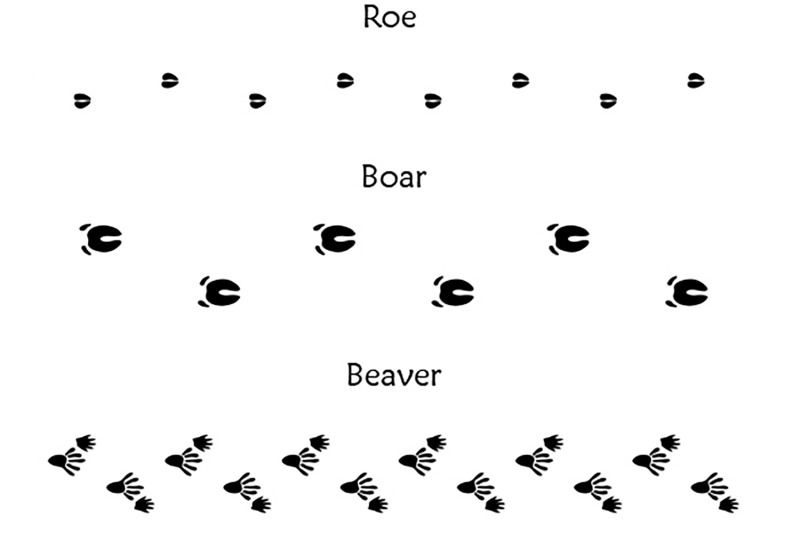 40-animal-bird-and-human-footprints-adobe-illustrator-pattern-brushes