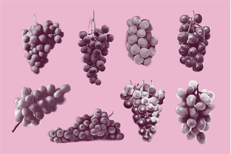 engraved-illustration-of-grapes