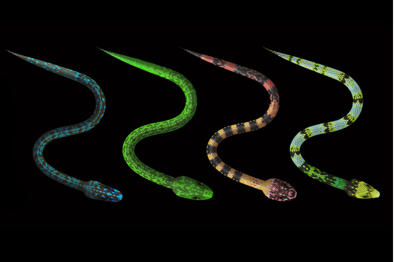 8-snake-pattern-brushes-poisonous-serpent-vector-ai-tool