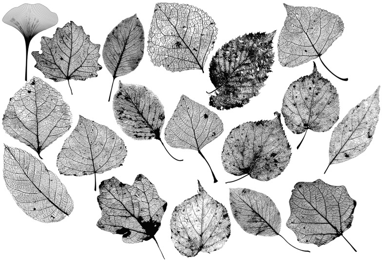 leaf-structure-skeletons-18-vector-skeletonized-leaves-with-veins
