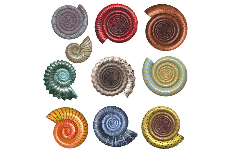 ammonite-and-scallop-shells-transparent-png-16-photoshop-hd-brushes