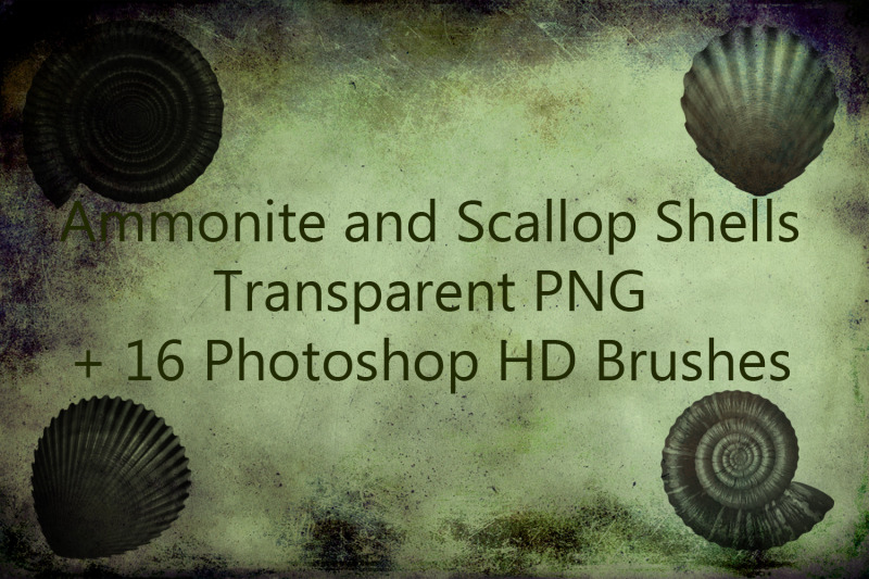 ammonite-and-scallop-shells-transparent-png-16-photoshop-hd-brushes