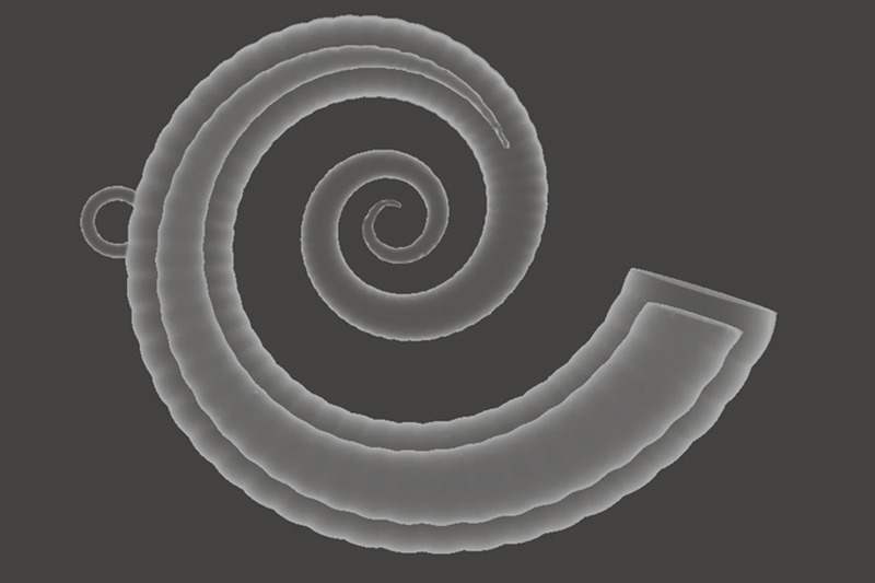 cockleshell-snail-mollusc-charm-3d-model-3d-printing-charm