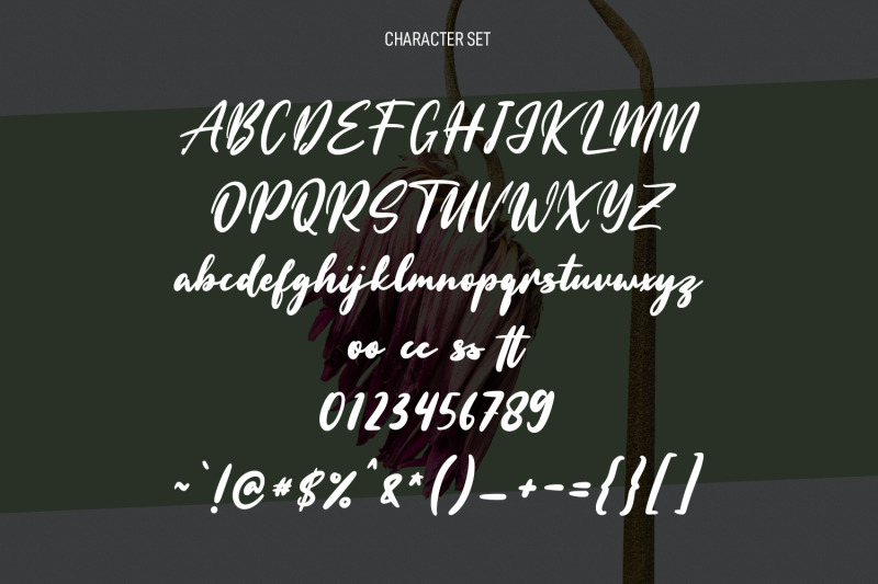 whytters-script-font