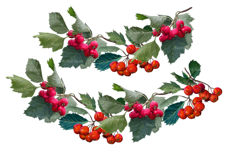 hawthorn-clipart-wedding-pattern-berries-clipart