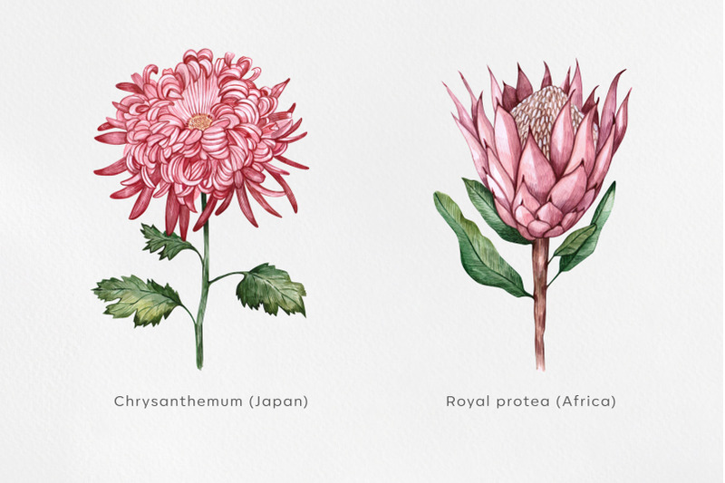 watercolor-set-illustrations-flower-national-flowers