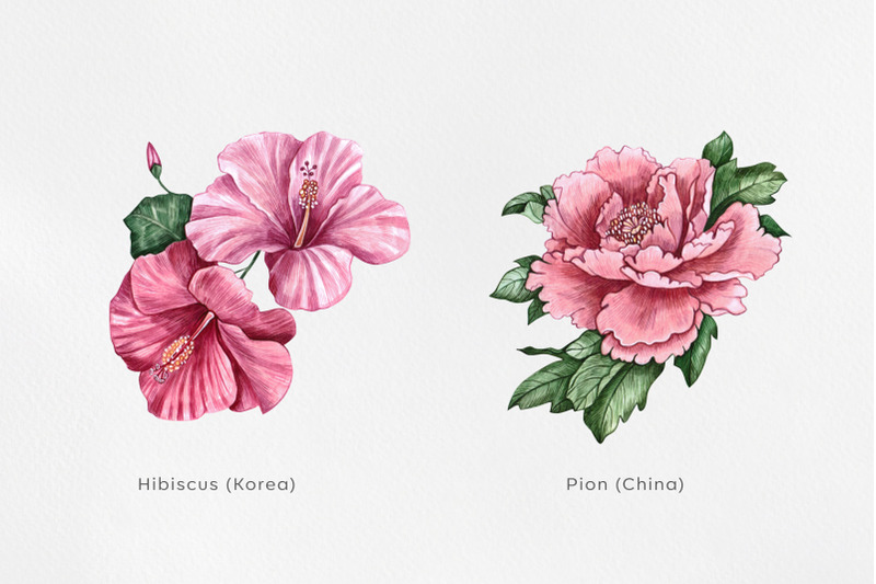 watercolor-set-illustrations-flower-national-flowers