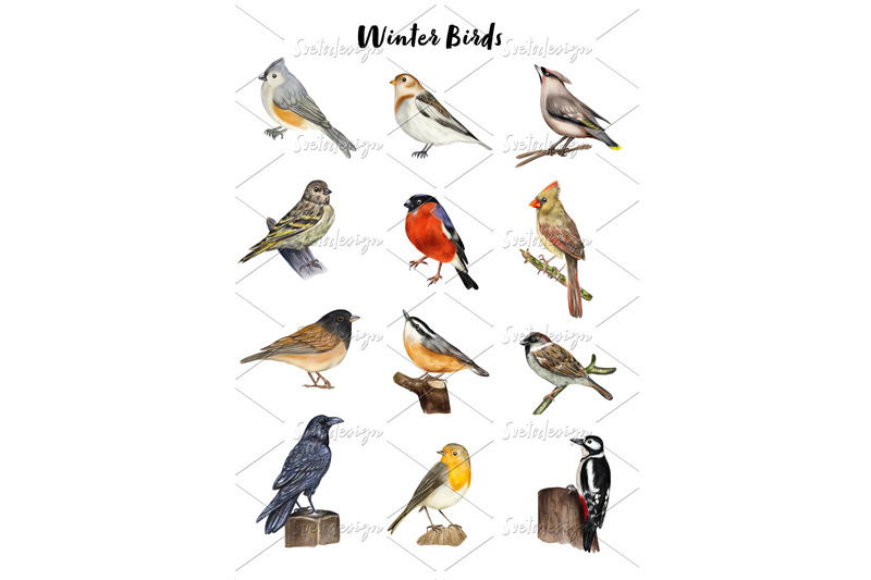 watercolor-winter-birds-clipart-hand-painted-small-birds-set