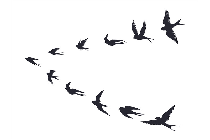 flying-birds-flock-silhouette-swallows-sea-gull-or-marine-birds-isol