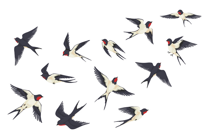 flying-birds-flock-cartoon-hand-drawn-swallows-in-fight-with-differen