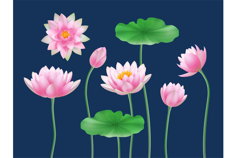 lotus-realistic-buds-nature-colored-flowers-yoga-symbols-decent-vecto