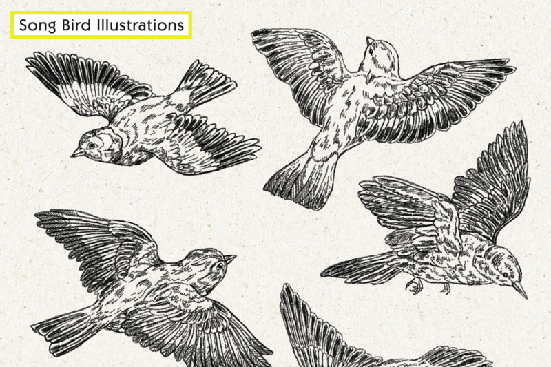 hand-drawn-bird-illustration-pack