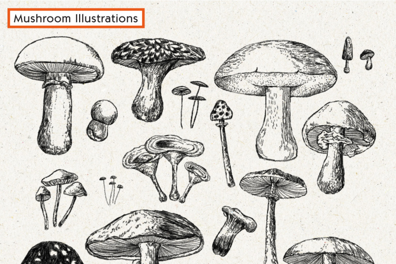 mushroom-illustration-pack