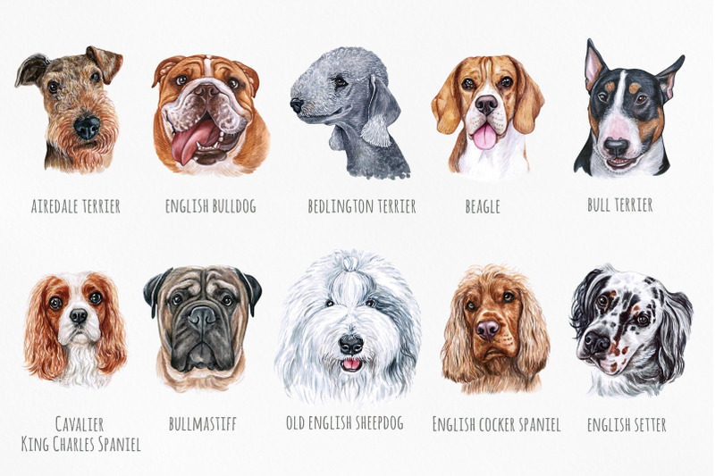 english-dogs-watercolor-set-10-dogs-breeds-illustrations
