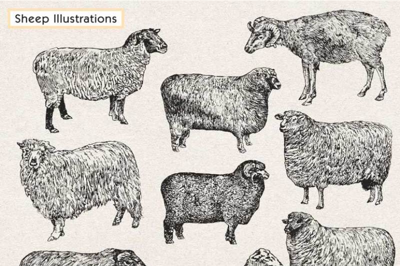 vintage-sheep-illustration-pack